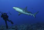 Carribbean Reef Shark 075c 7202