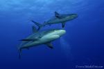 Carribbean Reef Shark 073c 7192