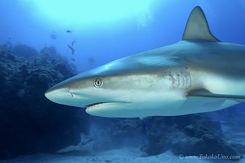 Carribbean Reef Shark 094 7289