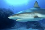 Carribbean Reef Shark 094 7289