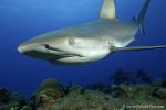 Carribbean Reef Shark 069 7179
