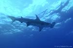 Great Hammerhead Shark 014c 7800