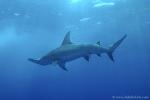 Great Hammerhead Shark 021c 7942