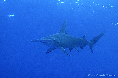 Great Hammerhead Shark 007c 7789