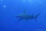 Great Hammerhead Shark 007c 7789
