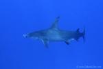 Great Hammerhead Shark 005c 7763