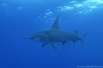 Great Hammerhead Shark 008c 7790