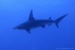 Great Hammerhead Shark 002 7745