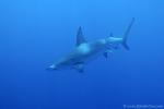 Great Hammerhead Shark 022c 7954