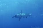 Great Hammerhead Shark 020ca 7941