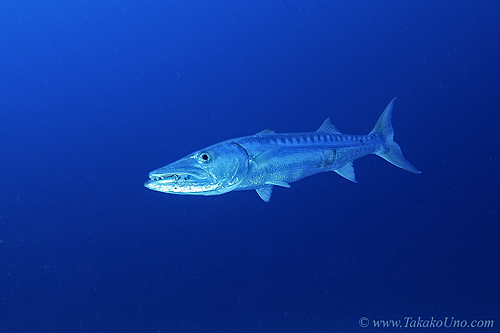Great Barracuda 01c 7781