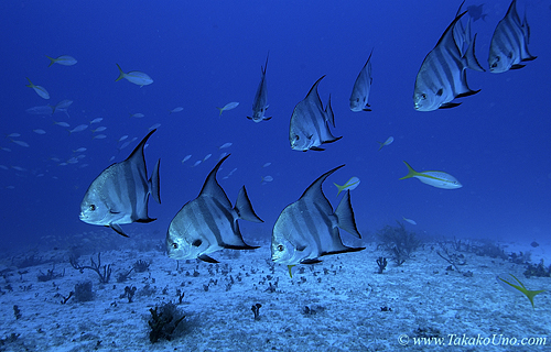 Spade Fish 04c 7752