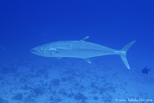 Mackerel 01c 7759