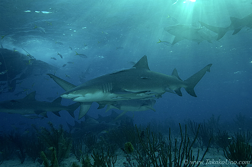 Lemon Shark 034 7423