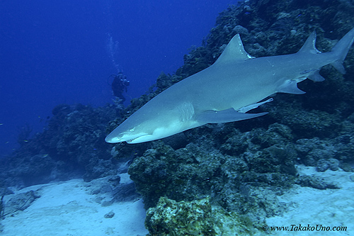Lemon Shark 025 7239
