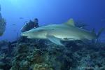 Lemon Shark 029 7335