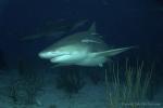 Lemon Shark 045c 7484