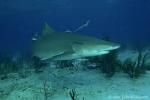 Lemon Shark 033 7415