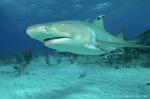 Lemon Shark 051c 7522