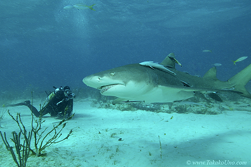 Lemon Shark 54c 7589