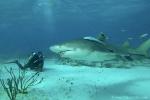 Lemon Shark 54c 7589