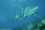 Lemon Shark 060 7631