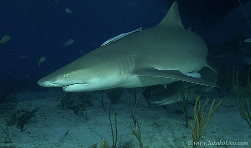 Lemon Shark 037 7438