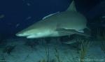 Lemon Shark 037 7438