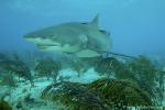 Lemon Shark 061 7636