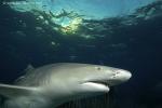 Lemon Shark 043 7479