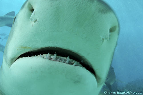 Lemon Shark 056 7608