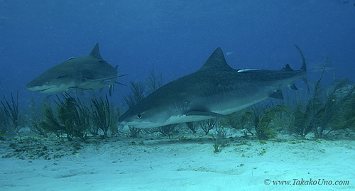 Tiger Shark 031c & Lemon Shark 7513