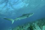 Tiger Shark 048 7588