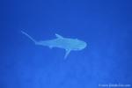 Tiger Shark 069c juvenile try to attack me 7945