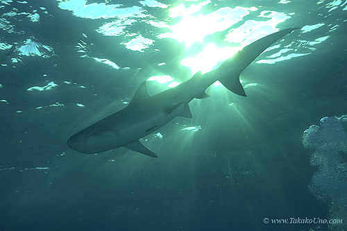 Tiger Shark 018 7434