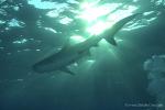 Tiger Shark 018 7434