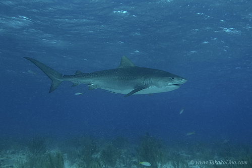 Tiger Shark 008c 7381