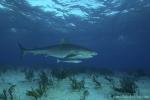 Tiger Shark 011 7398