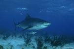 Tiger Shark 010c 7397