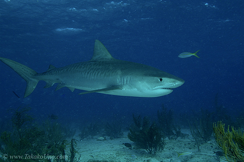 Tiger Shark 012c 7416