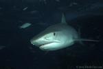 Tiger Shark 024c 7489