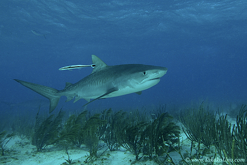Tiger Shark 032c 7516