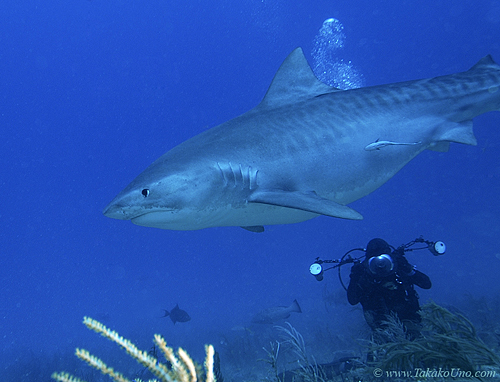Tiger Shark 056c 7673