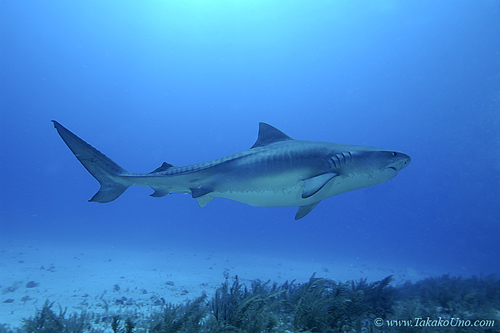 Tiger Shark 054 7656