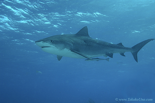 Tiger Shark 030c 7510