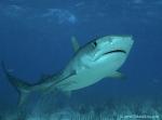 Tiger Shark 043c 7567