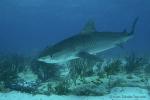 Tiger Shark 045c 7578