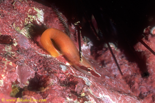 Unidentified or Bridled Clingfish (Lepadichthys frenatus)? 01