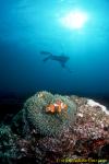Anemonefish, Western Clownfish 01 & diver