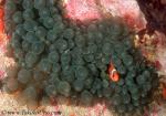 Anemonefish, Tomato Clownfish 03